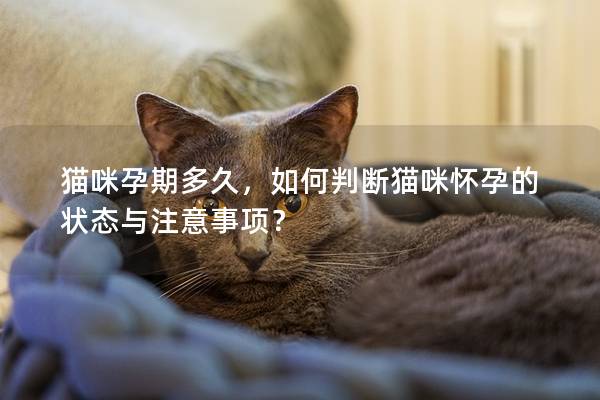 貓咪孕期多久，如何判斷貓咪懷孕的狀態(tài)與注意事項？