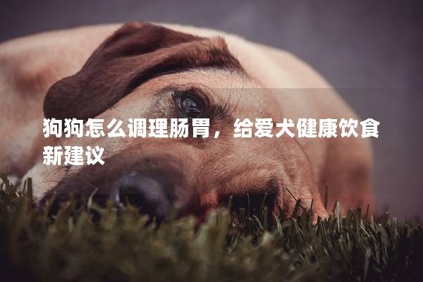 狗狗怎么調理腸胃，給愛犬健康飲食新建議