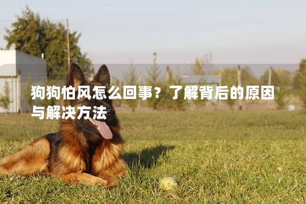 狗狗怕風(fēng)怎么回事？了解背后的原因與解決方法