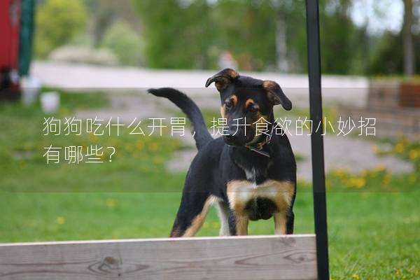 狗狗吃什么開胃,提升食欲的小妙招有哪些? 狗狗吃什么開胃,提升食欲的小妙招有哪些?