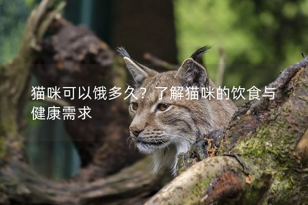 貓咪可以餓多久？了解貓咪的飲食與健康需求