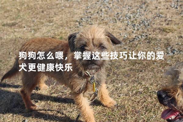狗狗怎么喂,掌握這些技巧讓你的愛犬更健康快樂 狗狗怎么喂,掌握這些技巧讓你的愛犬更健康快樂