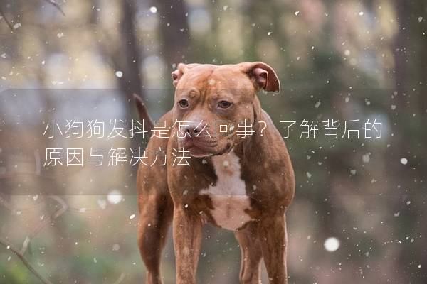 小狗狗發(fā)抖是怎么回事？了解背后的原因與解決方法