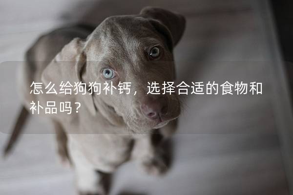 怎么給狗狗補鈣,選擇合適的食物和補品嗎? 怎么給狗狗補鈣,選擇合適的食物和補品嗎?