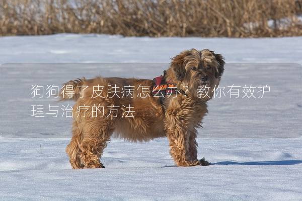 狗狗得了皮膚病怎么辦?教你有效護理與治療的方法 狗狗得了皮膚病怎么辦?教你有效護理與治療的方法