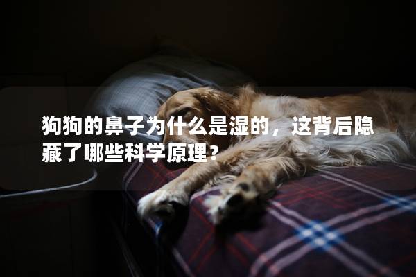 狗狗的鼻子為什么是濕的，這背后隱藏了哪些科學(xué)原理？