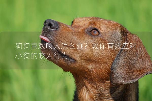 狗狗喜歡咬人怎么辦？教你有效應對小狗的咬人行為