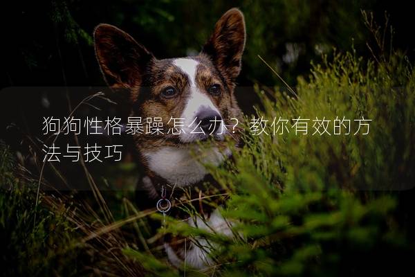 狗狗性格暴躁怎么辦？教你有效的方法與技巧