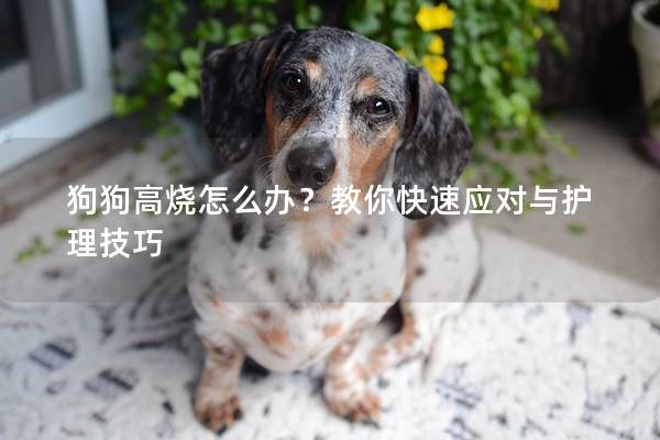 狗狗高燒怎么辦？教你快速應(yīng)對(duì)與護(hù)理技巧