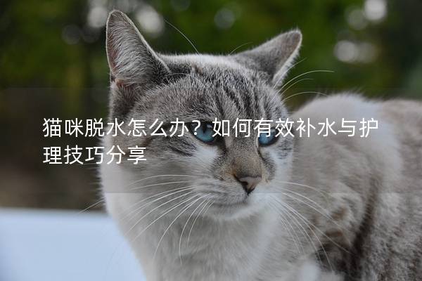 貓咪脫水怎么辦？如何有效補水與護理技巧分享