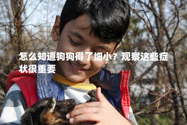 怎么知道狗狗得了細(xì)小？觀察這些癥狀很重要