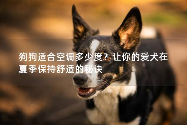 狗狗適合空調多少度?讓你的愛犬在夏季保持舒適的秘訣 狗狗適合空調多少度?讓你的愛犬在夏季保持舒適的秘訣