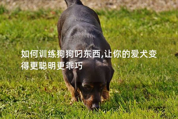 如何訓練狗狗叼東西,讓你的愛犬變得更聰明更乖巧