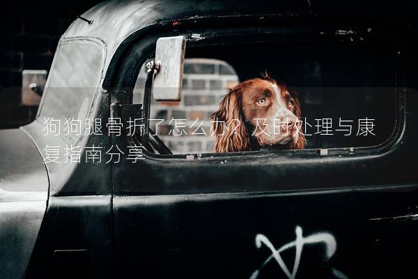 狗狗腿骨折了怎么辦？及時處理與康復指南分享