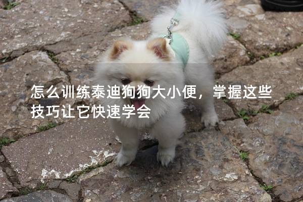 怎么訓練泰迪狗狗大小便，掌握這些技巧讓它快速學會