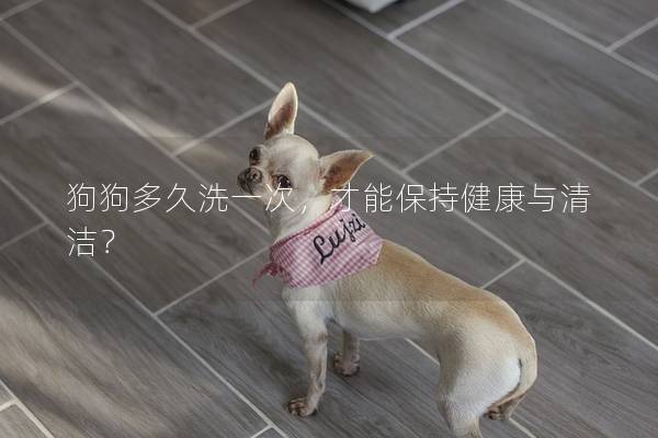 狗狗多久洗一次，才能保持健康與清潔？