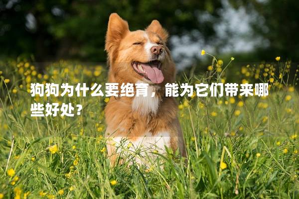 狗狗為什么要絕育，能為它們帶來哪些好處？