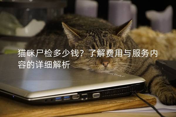 貓咪尸檢多少錢？了解費用與服務內容的詳細解析