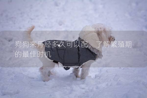狗狗來月經多久可以配，了解繁殖期的最佳時機