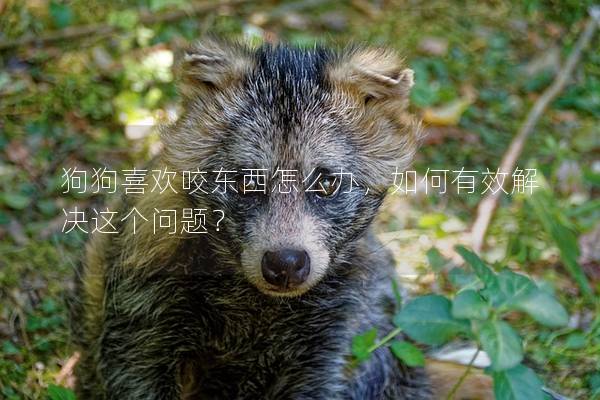 狗狗喜歡咬東西怎么辦，如何有效解決這個問題？