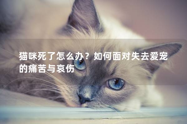 貓咪死了怎么辦？如何面對失去愛寵的痛苦與哀傷