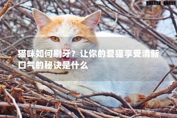 貓咪如何刷牙？讓你的愛貓享受清新口氣的秘訣是什么