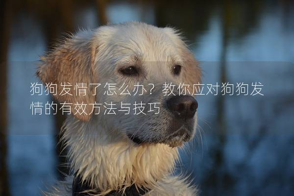狗狗發情了怎么辦？教你應對狗狗發情的有效方法與技巧