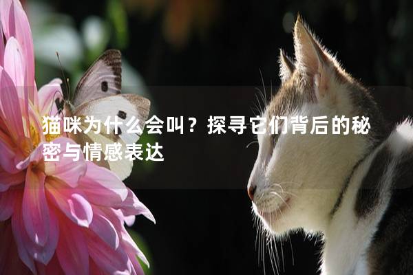 貓咪為什么會(huì)叫？探尋它們背后的秘密與情感表達(dá)