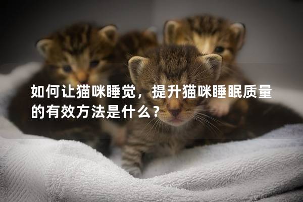 如何讓貓咪睡覺，提升貓咪睡眠質量的有效方法是什么？