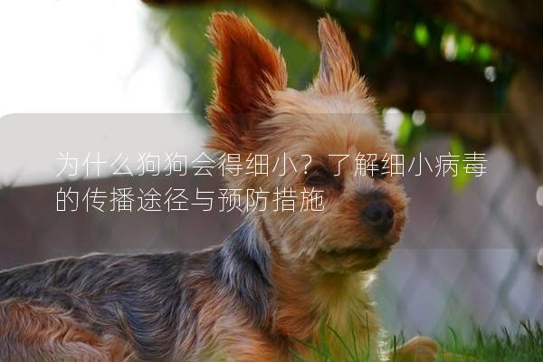 為什么狗狗會得細小？了解細小病毒的傳播途徑與預防措施