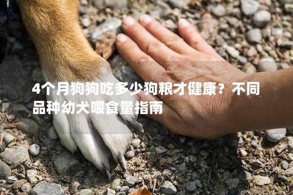 4個月狗狗吃多少狗糧才健康？不同品種幼犬喂食量指南