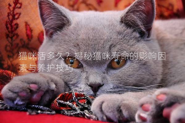 貓咪活多久？揭秘貓咪壽命的影響因素與養護技巧