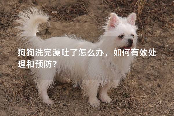狗狗洗完澡吐了怎么辦，如何有效處理和預(yù)防？