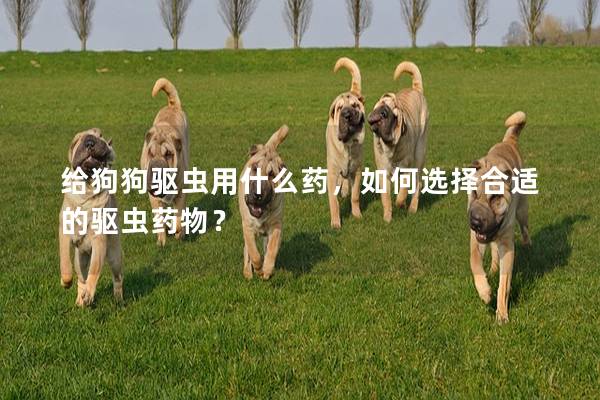 給狗狗驅(qū)蟲用什么藥，如何選擇合適的驅(qū)蟲藥物？