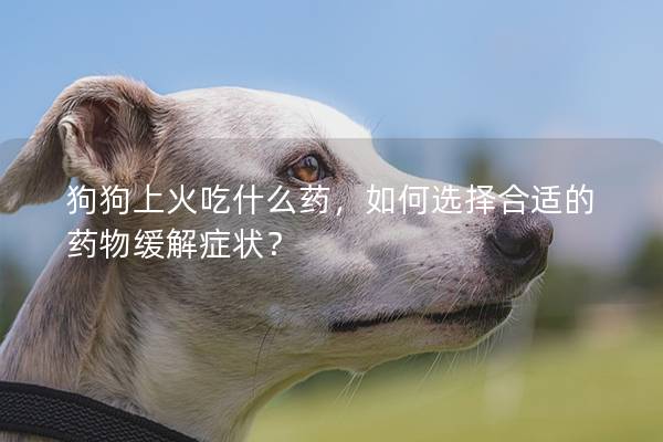 狗狗上火吃什么藥，如何選擇合適的藥物緩解癥狀？