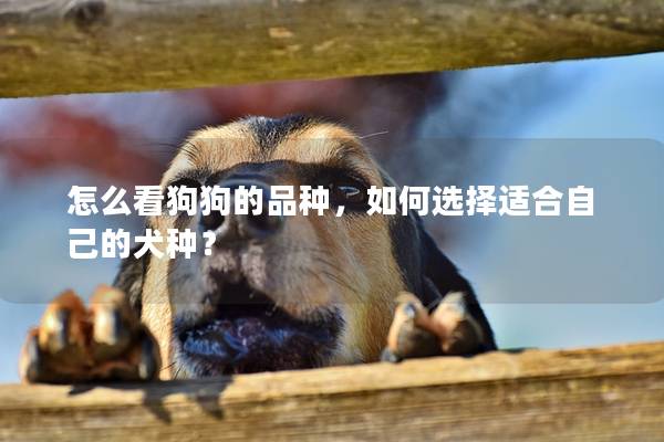 怎么看狗狗的品種，如何選擇適合自己的犬種？