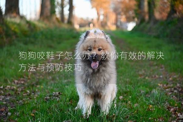 狗狗咬鞋子怎么辦？教你有效的解決方法與預(yù)防技巧