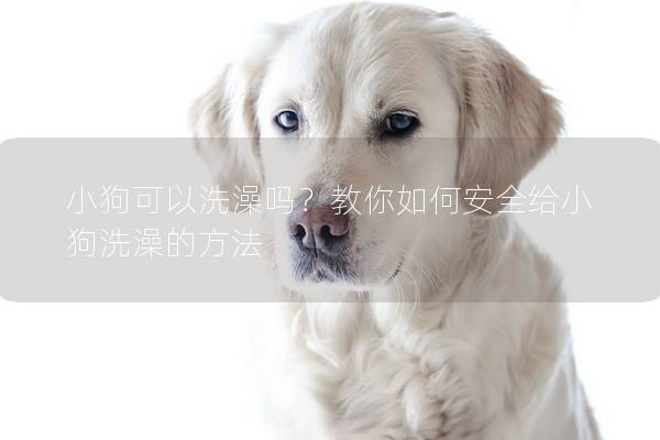 小狗可以洗澡嗎?教你如何安全給小狗洗澡的方法 小狗可以洗澡嗎?教你如何安全給小狗洗澡的方法