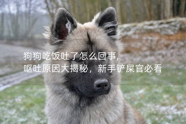 狗狗吃飯吐了怎么回事, 嘔吐原因大揭秘，新手鏟屎官必看