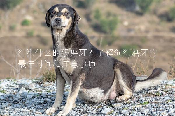 狗狗什么時候磨牙？了解狗狗磨牙的最佳時間和注意事項