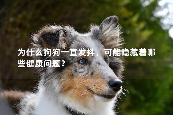為什么狗狗一直發抖，可能隱藏著哪些健康問題？