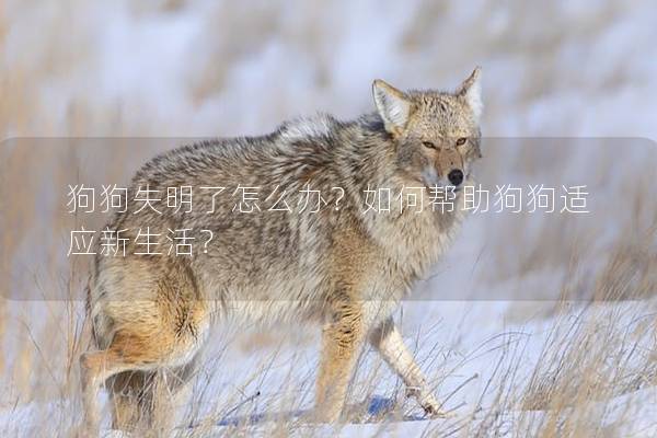 狗狗失明了怎么辦?如何幫助狗狗適應(yīng)新生活? 狗狗失明了怎么辦?如何幫助狗狗適應(yīng)新生活?