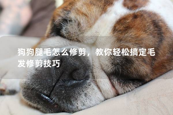 狗狗腿毛怎么修剪，教你輕松搞定毛發(fā)修剪技巧