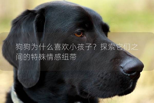 狗狗為什么喜歡小孩子？探索它們之間的特殊情感紐帶