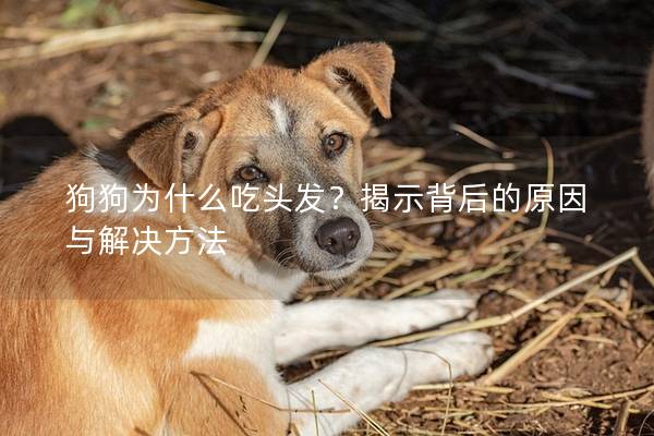 狗狗為什么吃頭發(fā)？揭示背后的原因與解決方法