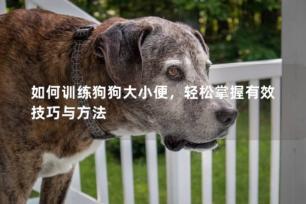 如何訓(xùn)練狗狗大小便,輕松掌握有效技巧與方法 如何訓(xùn)練狗狗大小便,輕松掌握有效技巧與方法