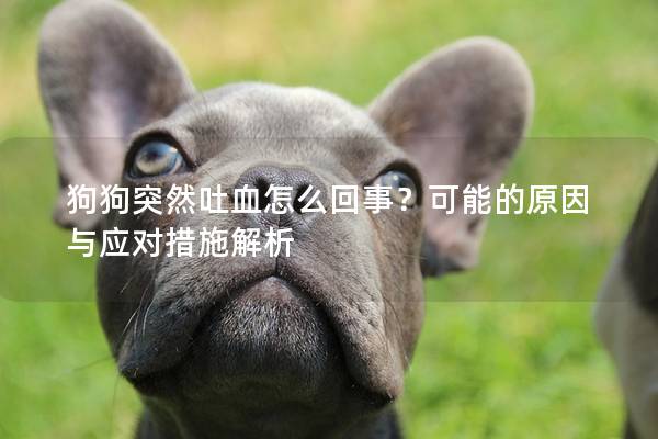 狗狗突然吐血怎么回事？可能的原因與應對措施解析