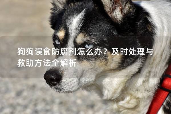 狗狗誤食防腐劑怎么辦？及時處理與救助方法全解析