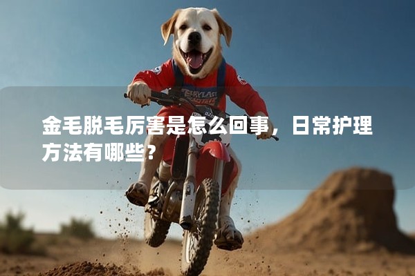 金毛脫毛厲害是怎么回事，日常護理方法有哪些？