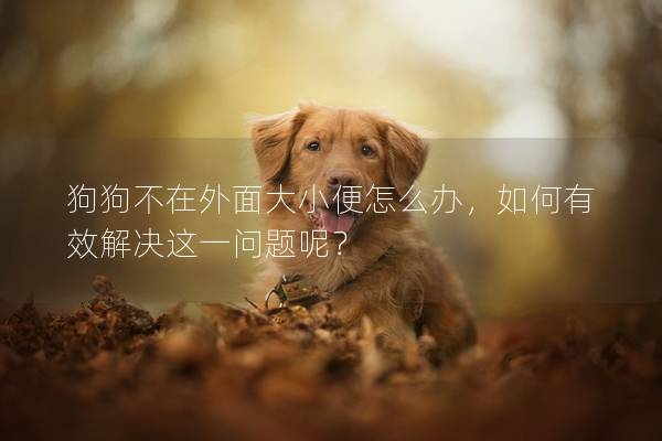 狗狗不在外面大小便怎么辦，如何有效解決這一問題呢？